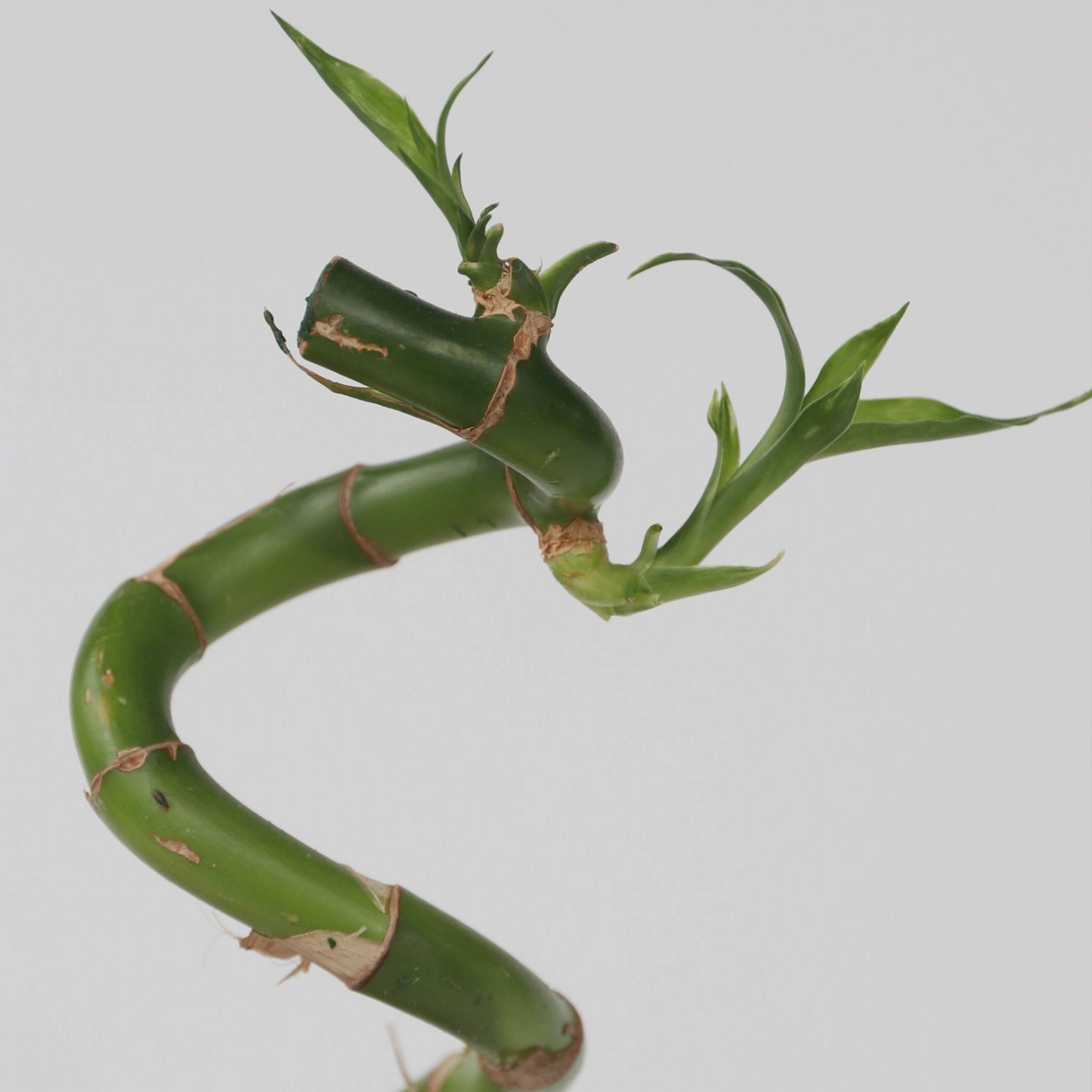 Plant In A Box - Lucky Bamboo - Set de 12 - Dracaena sanderiana - Hauteur 40-50cm - ⌀2cm - Image 4