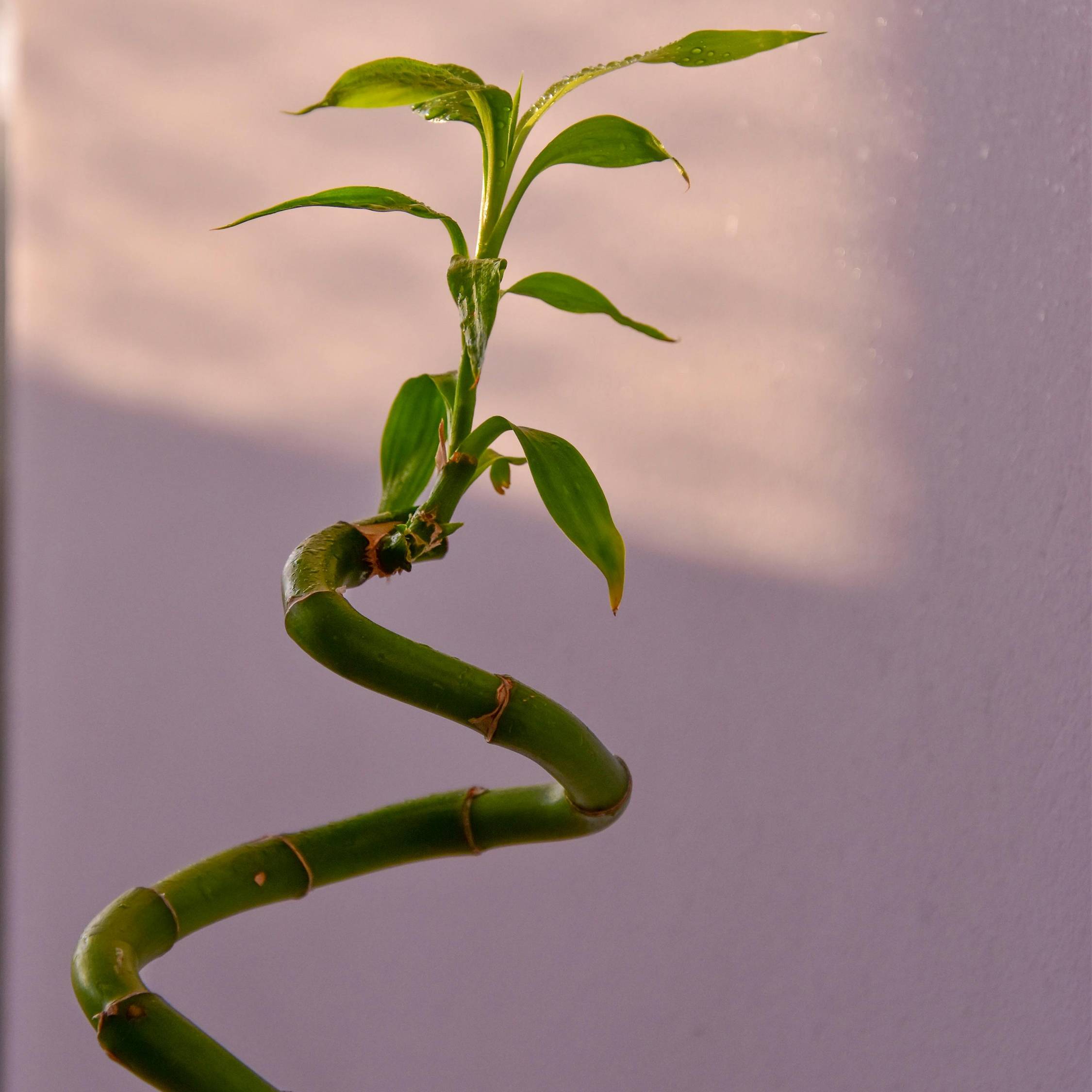 Plant In A Box - Lucky Bamboo - Set de 12 - Dracaena sanderiana - Hauteur 40-50cm - ⌀2cm - Image 5