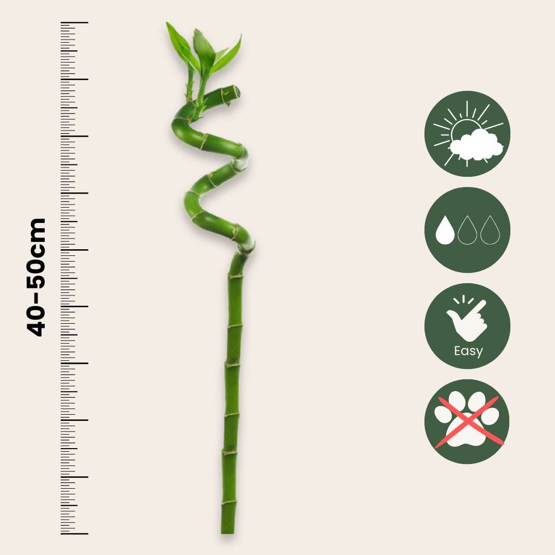 Plant In A Box - Lucky Bamboo - Set de 12 - Dracaena sanderiana - Hauteur 40-50cm - ⌀2cm - Image 6
