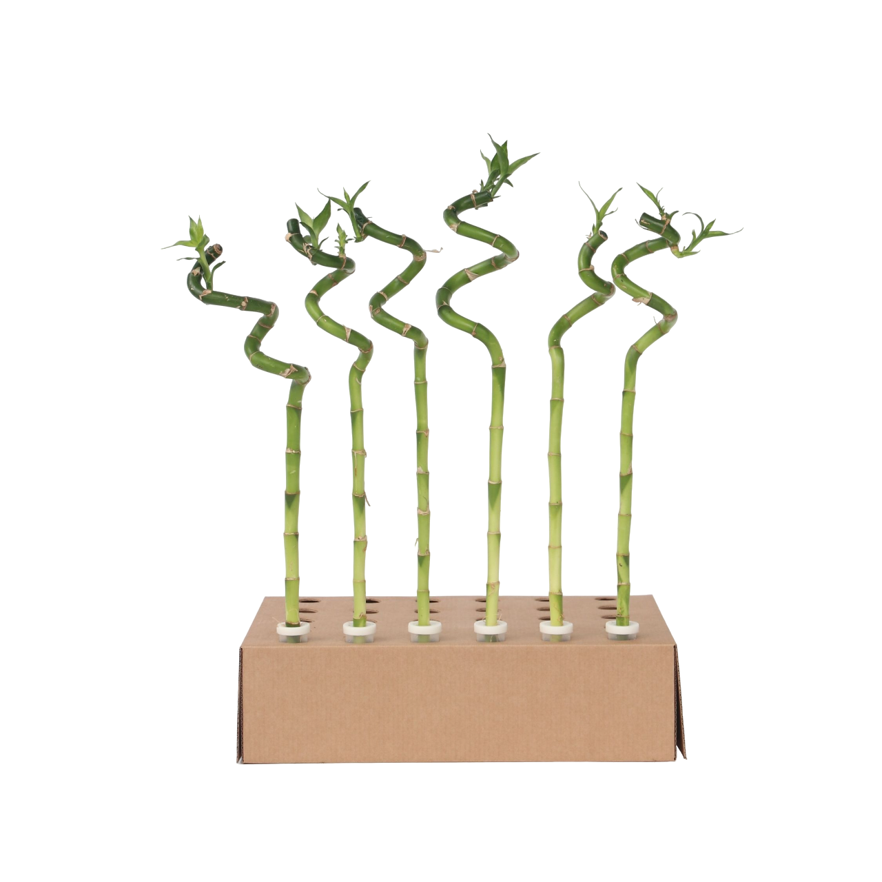 Plant In A Box - Lucky Bamboo - Set de 12 - Dracaena sanderiana - Hauteur 40-50cm - ⌀2cm