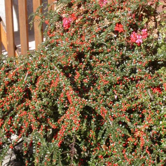 Cotoneaster rampant Skogholm, Cotonéaster à fleurs Blanche - feuillage Semi-Persistant - Pot de 3L - 20/40 cm- hauteur à maturité De 0,50 m à 1,00 m - Image 1