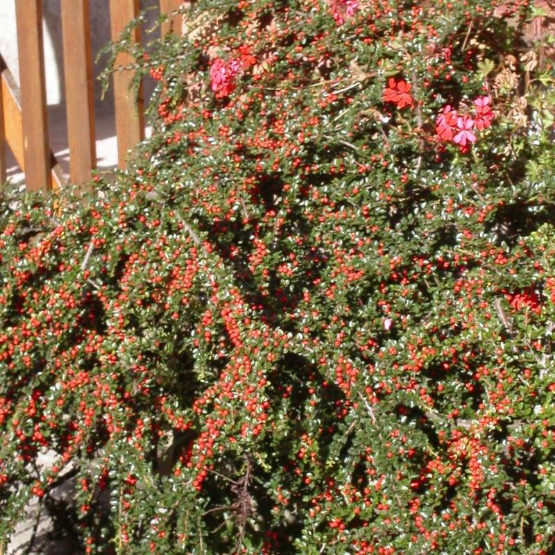 Cotoneaster rampant Skogholm, Cotonéaster à fleurs Blanche - feuillage Semi-Persistant - Pot de 3L - 20/40 cm-  hauteur à maturité De 0,50 m à 1,00 m - Image 1