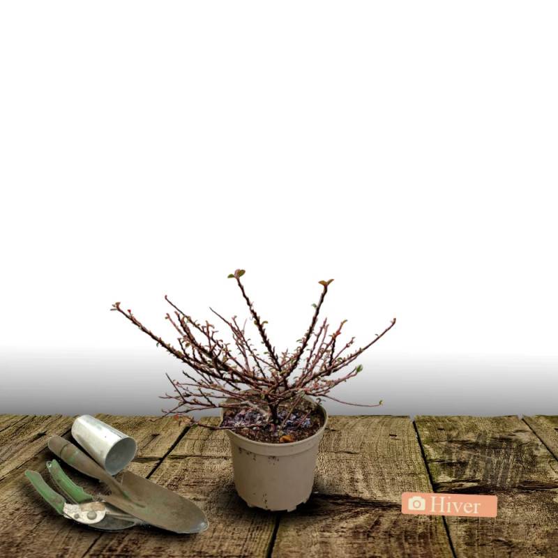 Cotoneaster rampant Skogholm, Cotonéaster à fleurs Blanche - feuillage Semi-Persistant - Pot de 3L - 20/40 cm-  hauteur à maturité De 0,50 m à 1,00 m - Image 2