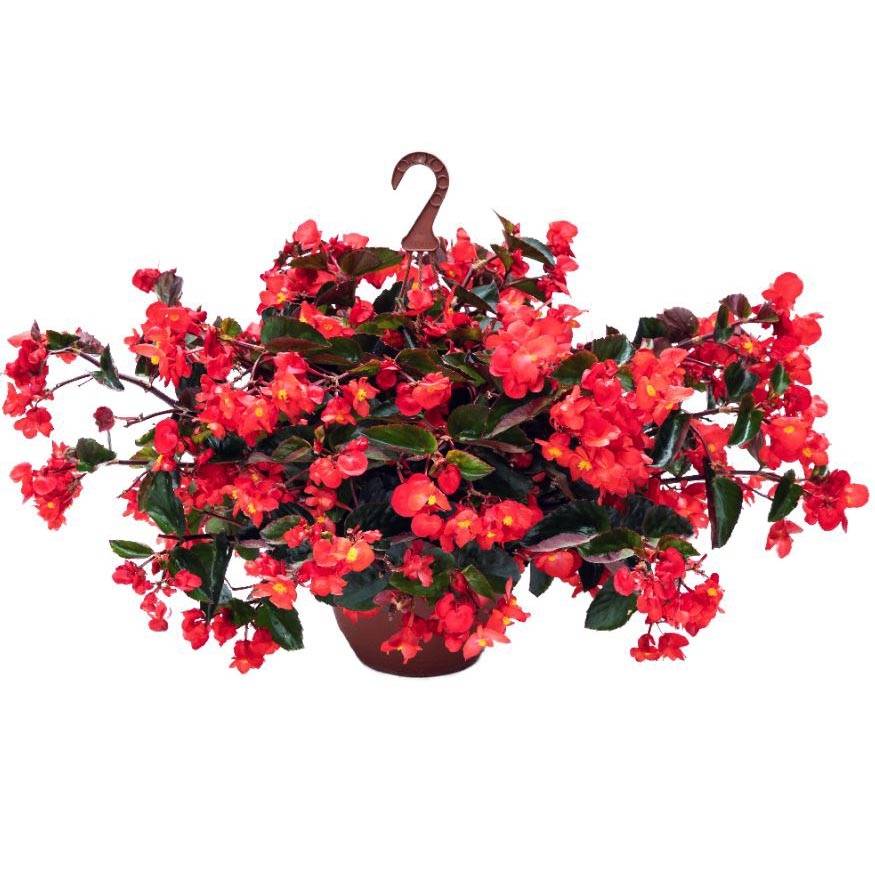 Begonia Viking Trailing Red  Mini-motte Ø 3/4 cm (par 5)