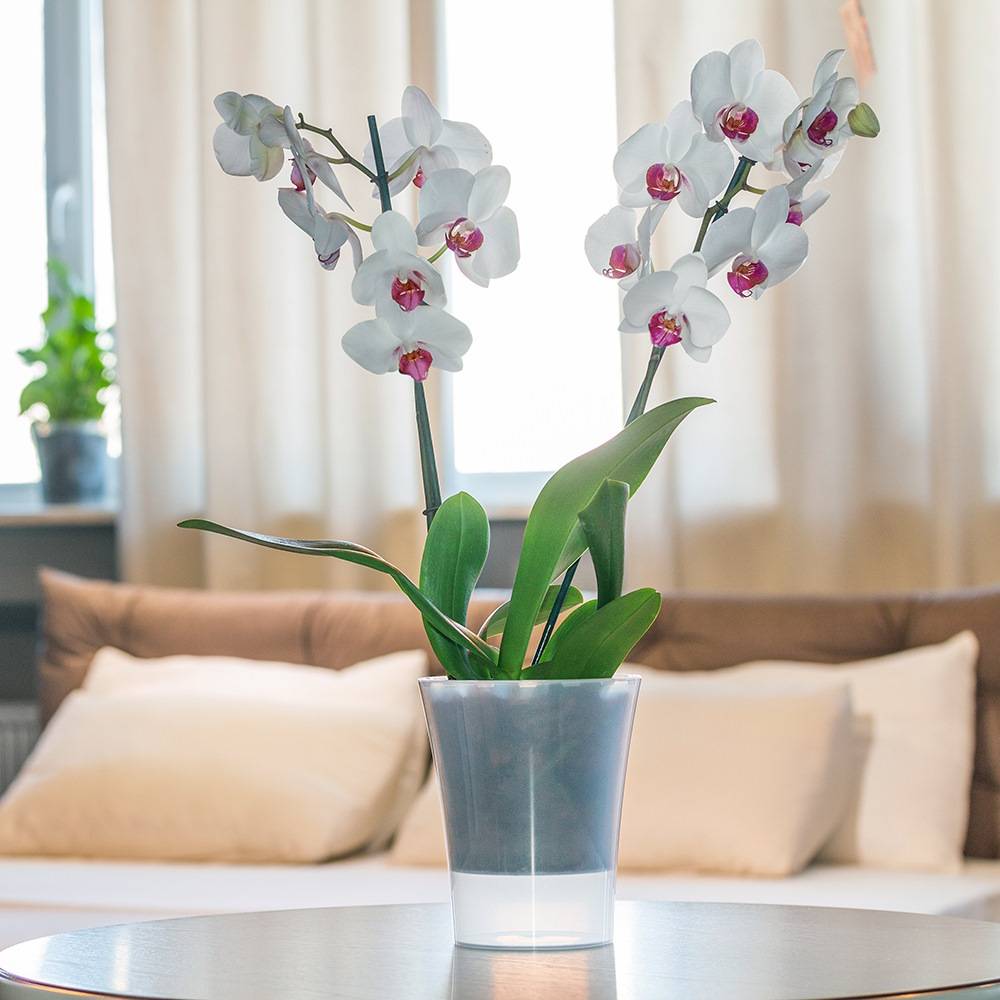 Gt Garden - Lot de 3 pots pour orchidées avec réserve d'eau - Arte-dea transparent 2 litres - GT GARDEN - Image 5