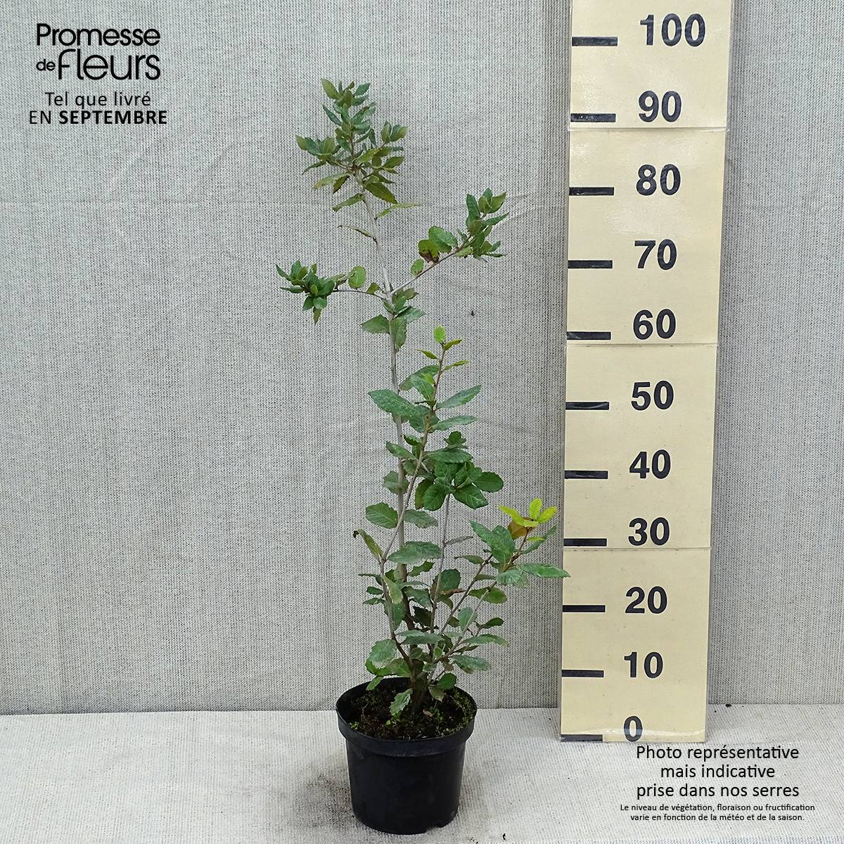 Promesse de Fleurs - Chêne vert - Quercus ilex  Pot de 3L/4L, Buisson, Touffe - Image 2