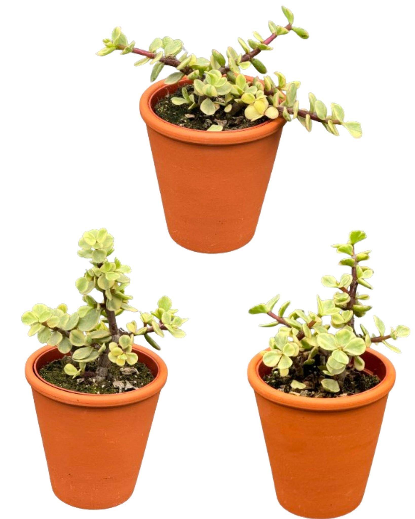 Ensemble de 3 Portulacaria Afra en Pots Terracotta- La Green Touch