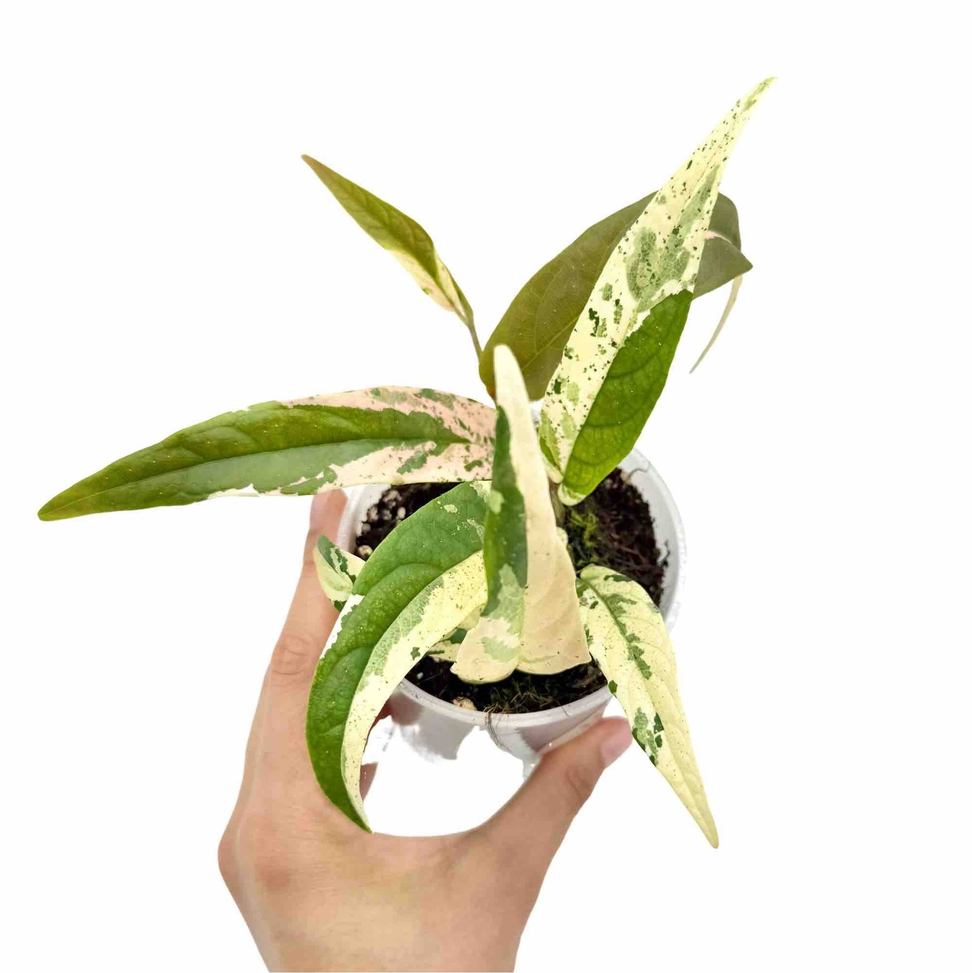 Ficus Sagittata Variegata - Pot de 9cm - Plantes d'intérieur - Image 3