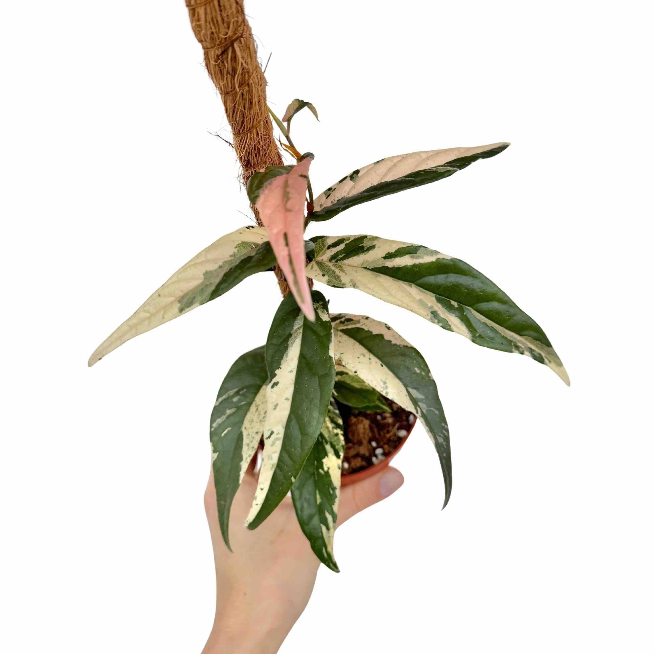 Ficus Sagittata Variegata - Pot de 9cm - Plantes d'intérieur - Image 1