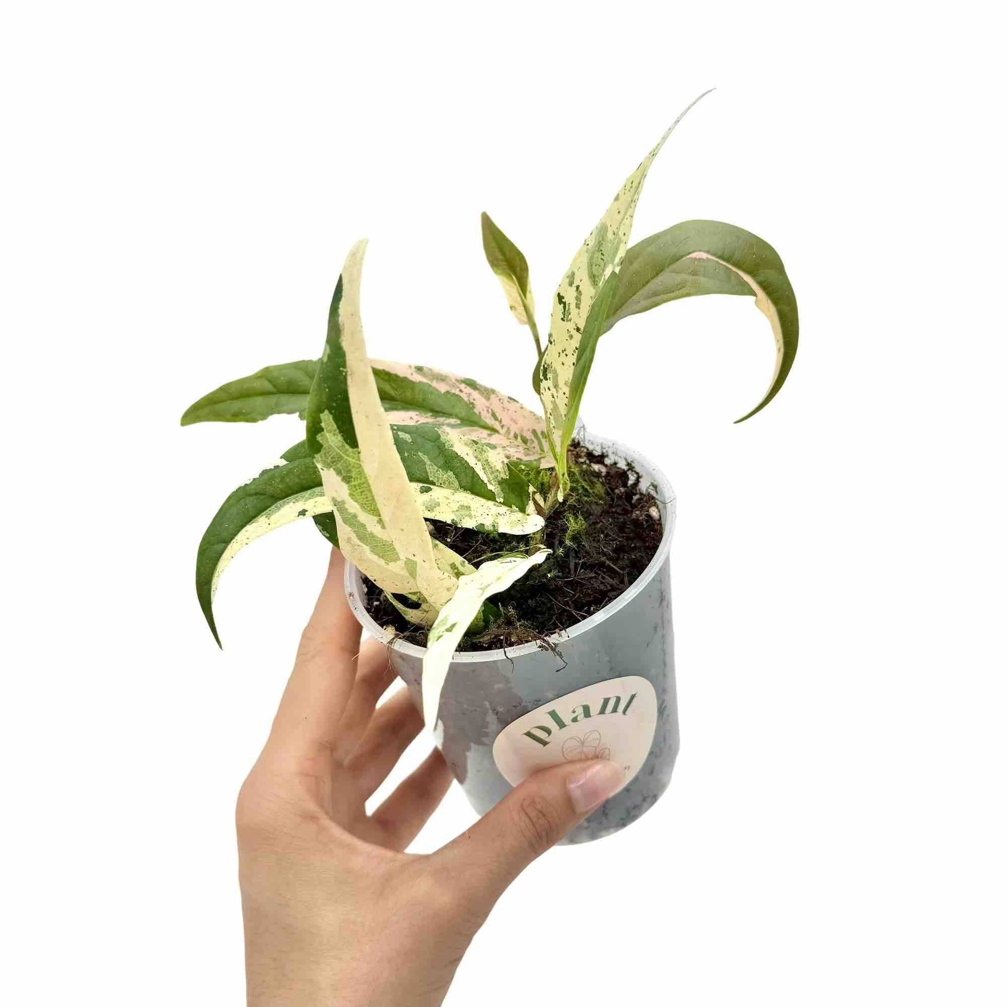 Ficus Sagittata Variegata - Pot de 9cm - Plantes d'intérieur - Image 2