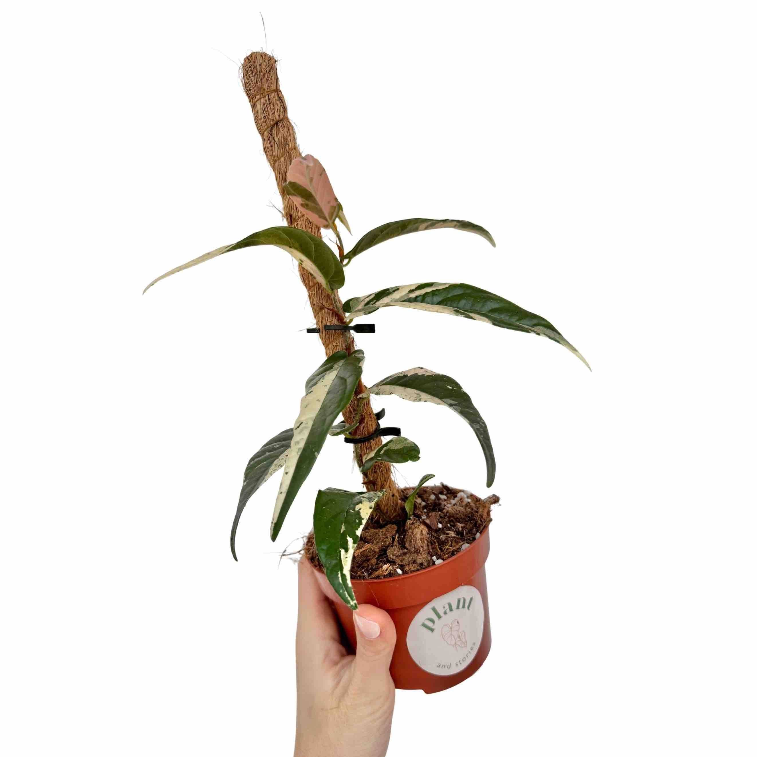 Ficus Sagittata Variegata - Pot de 9cm - Plantes d'intérieur - Image 4