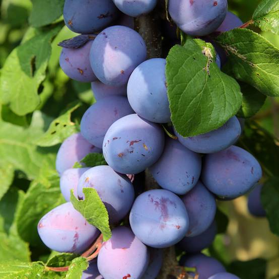 Promesse de Fleurs - Prunier nain Fruit Me Plum Me Angeleno Pot de 4L/5L, Nain