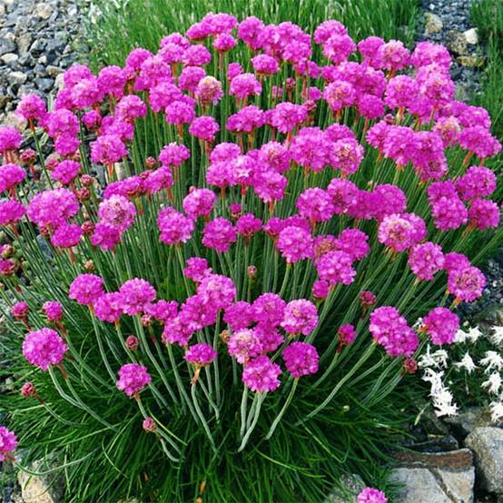 Gazon d'Espagne - Armeria maritima Düsseldorfer Stolz Pot de 2L/3L