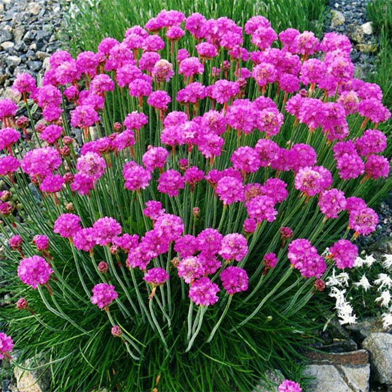 Gazon d'Espagne - Armeria maritima Düsseldorfer Stolz Pot de 2L/3L