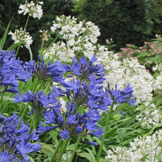 Duo d'Agapanthes blanc bleu - Collection de 2 plantes