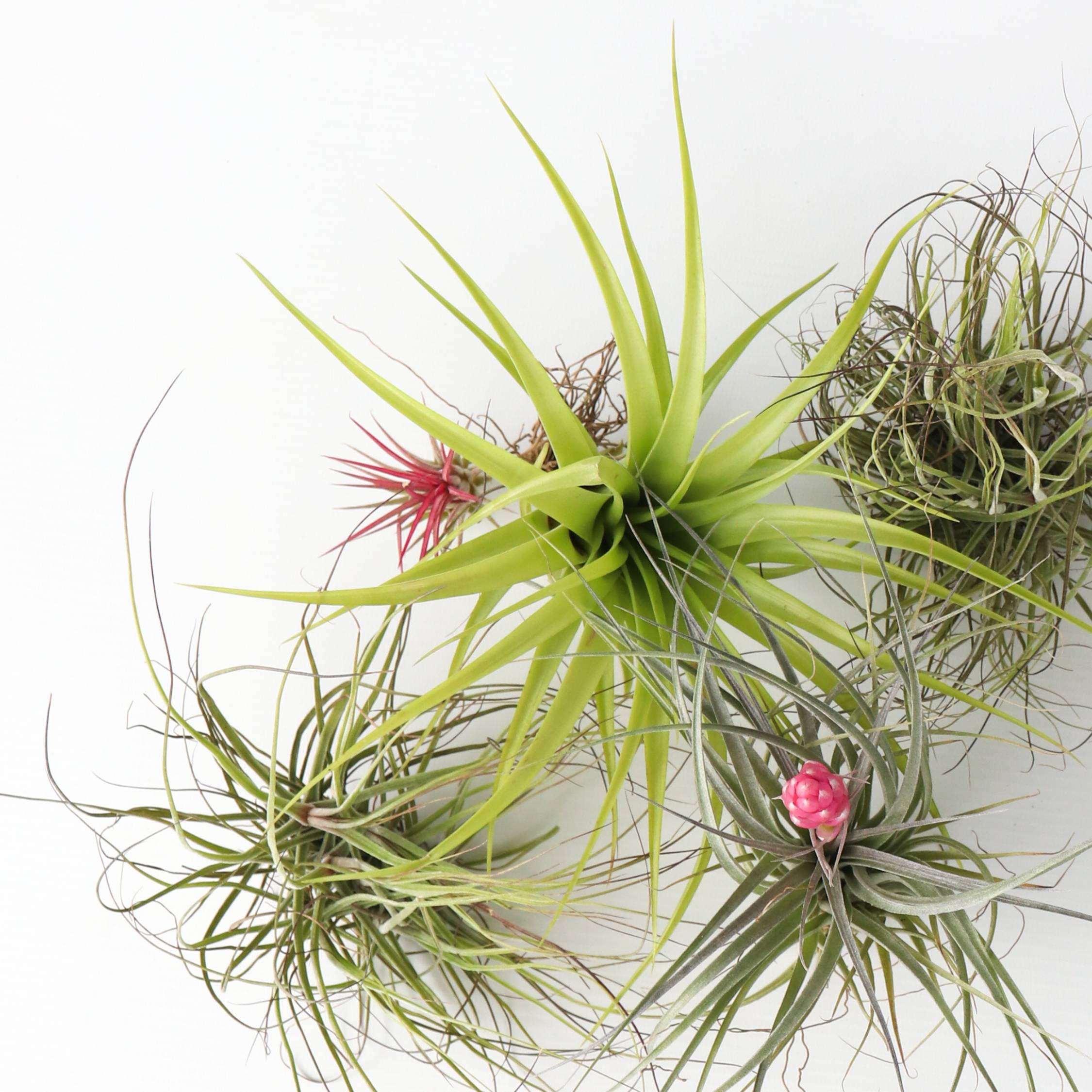 Plant In A Box - Plante aérienne - Set de 10 - Tillandsia - Hauteur 5-15cm - ⌀5cm - Image 4