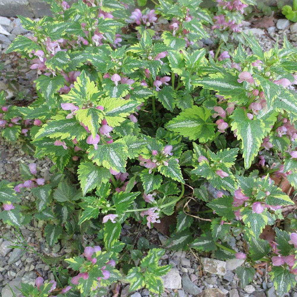 Promesse de Fleurs - Lamium maculatum Anne Greenaway - Lamier panaché Godet de 8/9 cm