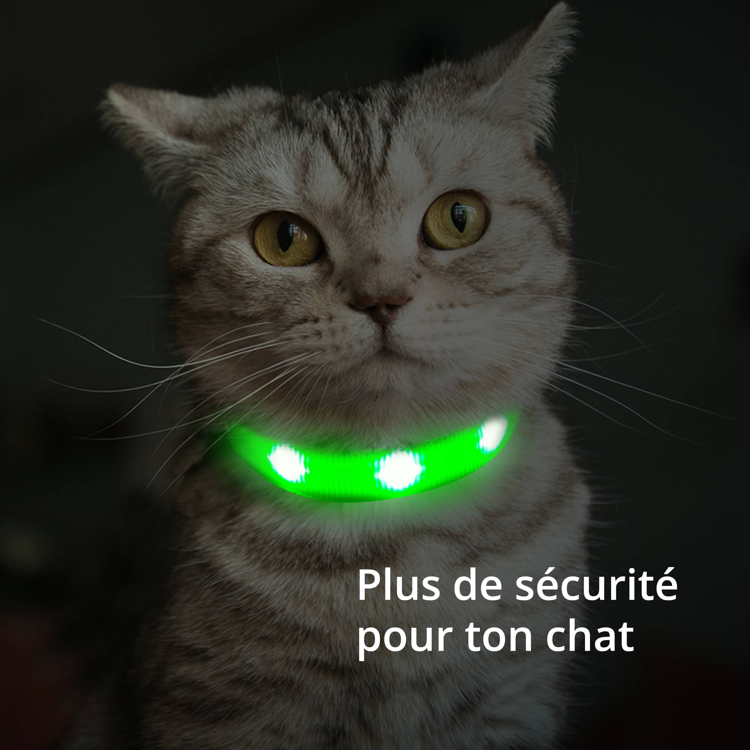 Petsation - Collier Lumineux pour Chat – LED Étanche– Haute Qualité, Stabilité & Sécurité – Fermoir de sécurité (rosé, s) – Petsation - Image 5