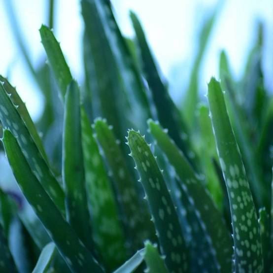Aloe vera - Aloe des Barbades - Pot de 5L