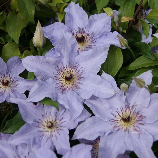 Clématite -Clematis Myosotis Pot de 2L/3L