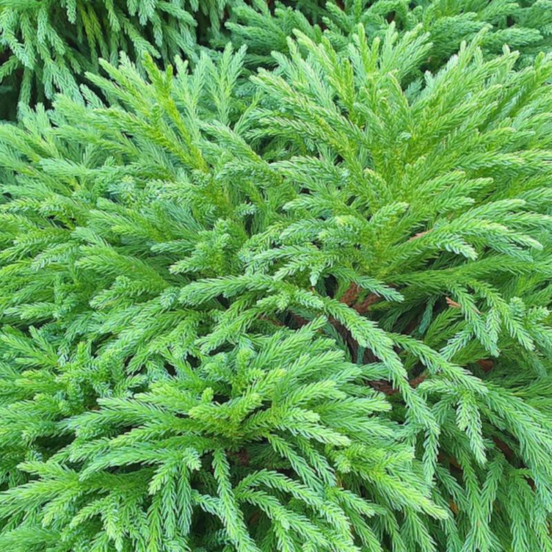 Cèdre du Japon Dinger, Cryptomeria - Pot de 5L - 40/60 cm - Image 1