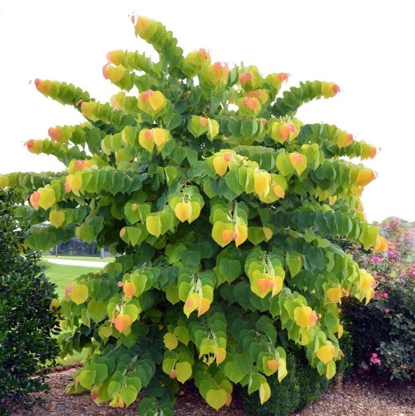 Cercis canadensis The Rising Sun - Gainier du Canada Pot de 6L/7L - Image 1