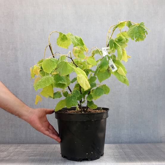 Cercis canadensis The Rising Sun - Gainier du Canada Pot de 6L/7L - Image 2