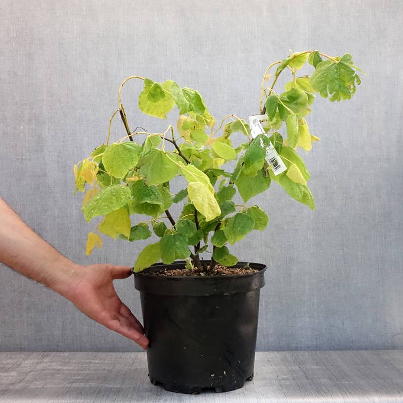 Cercis canadensis The Rising Sun - Gainier du Canada Pot de 6L/7L - Image 2