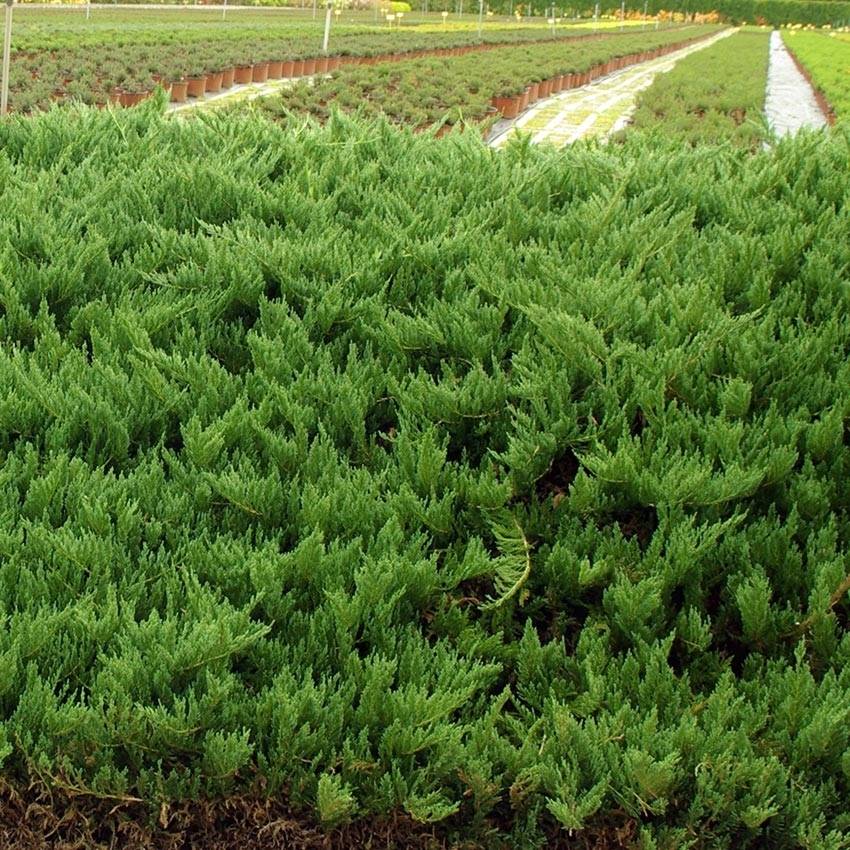 Promesse de Fleurs - Juniperus sabina Tamariscifolia - Genévrier sabine Pot de 2L/3L - Image 1