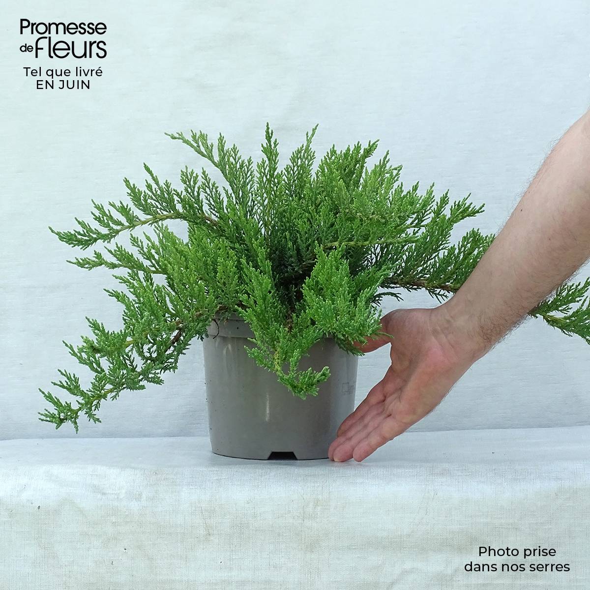 Promesse de Fleurs - Juniperus sabina Tamariscifolia - Genévrier sabine Pot de 2L/3L - Image 2