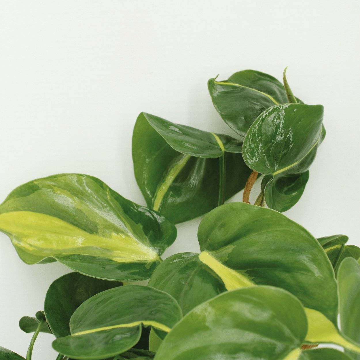Philodendron Scandens Brasil - H15cm - Image 4