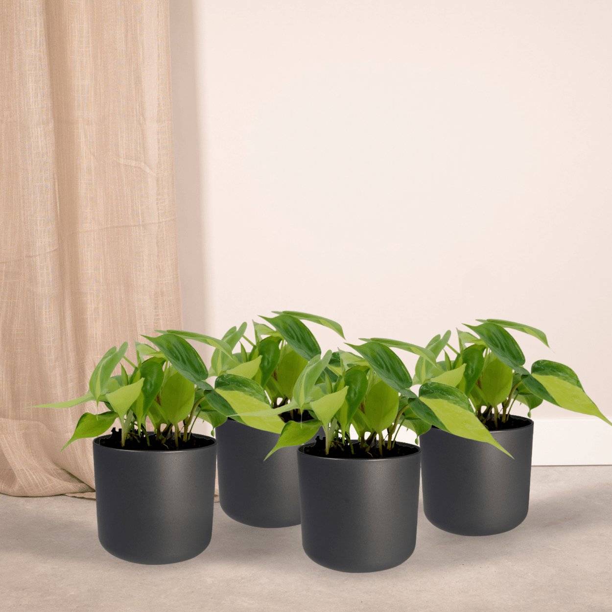 Philodendron Scandens Brasil - H15cm - Image 3
