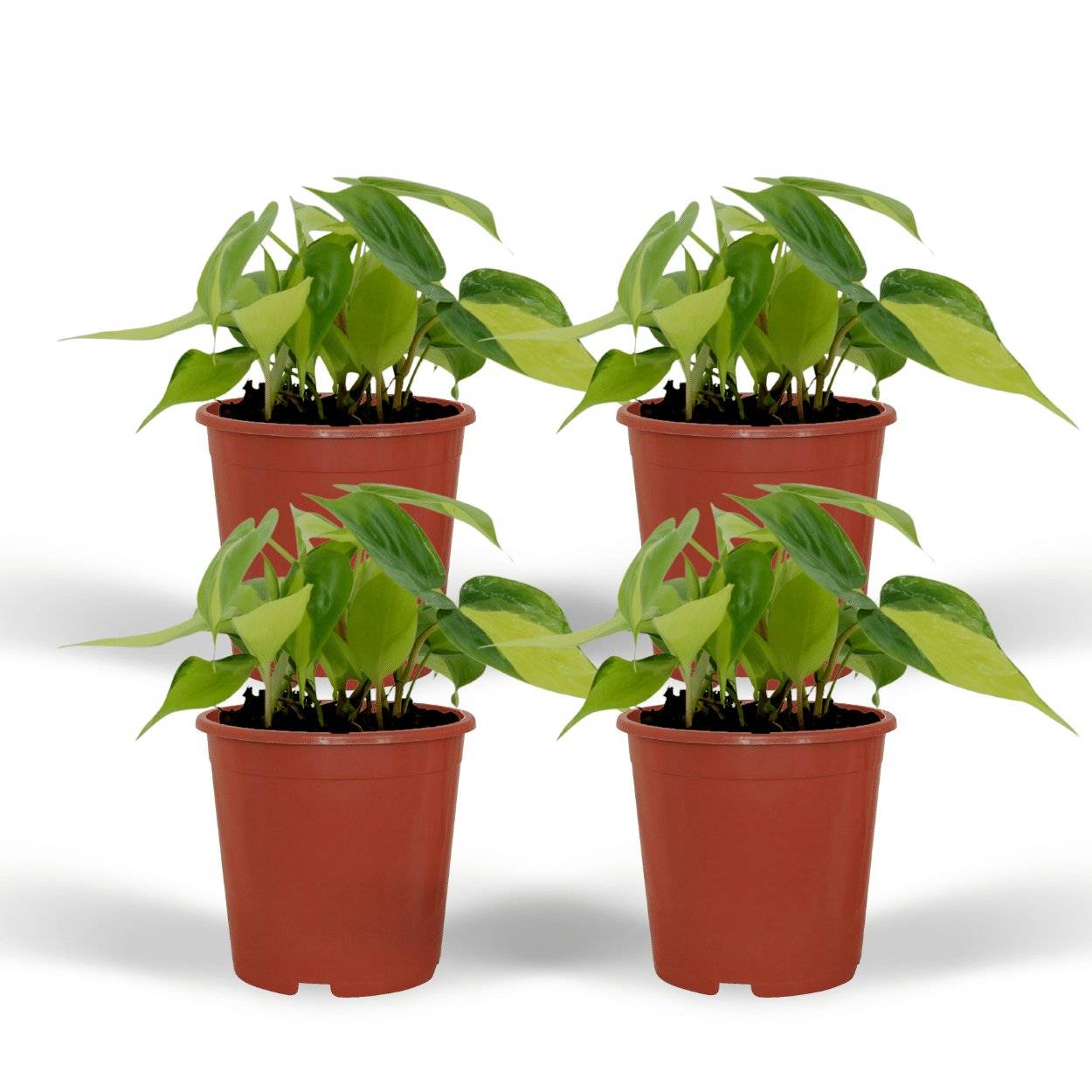 Philodendron Scandens Brasil - H15cm - Image 2