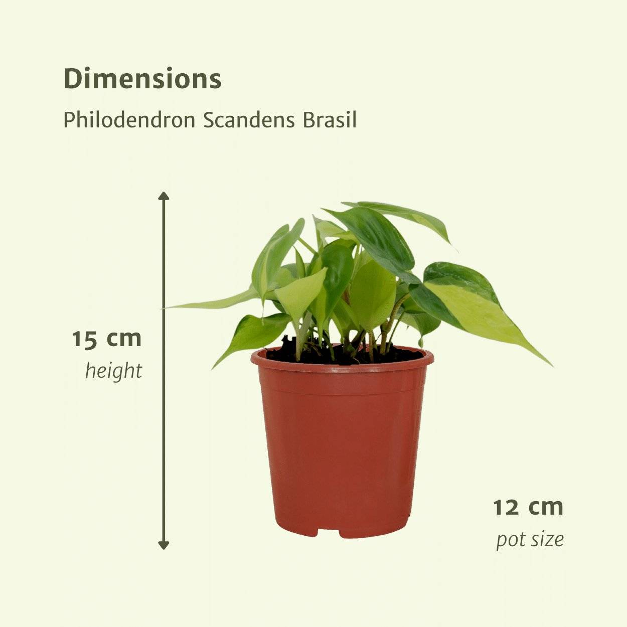 Philodendron Scandens Brasil - H15cm - Image 5