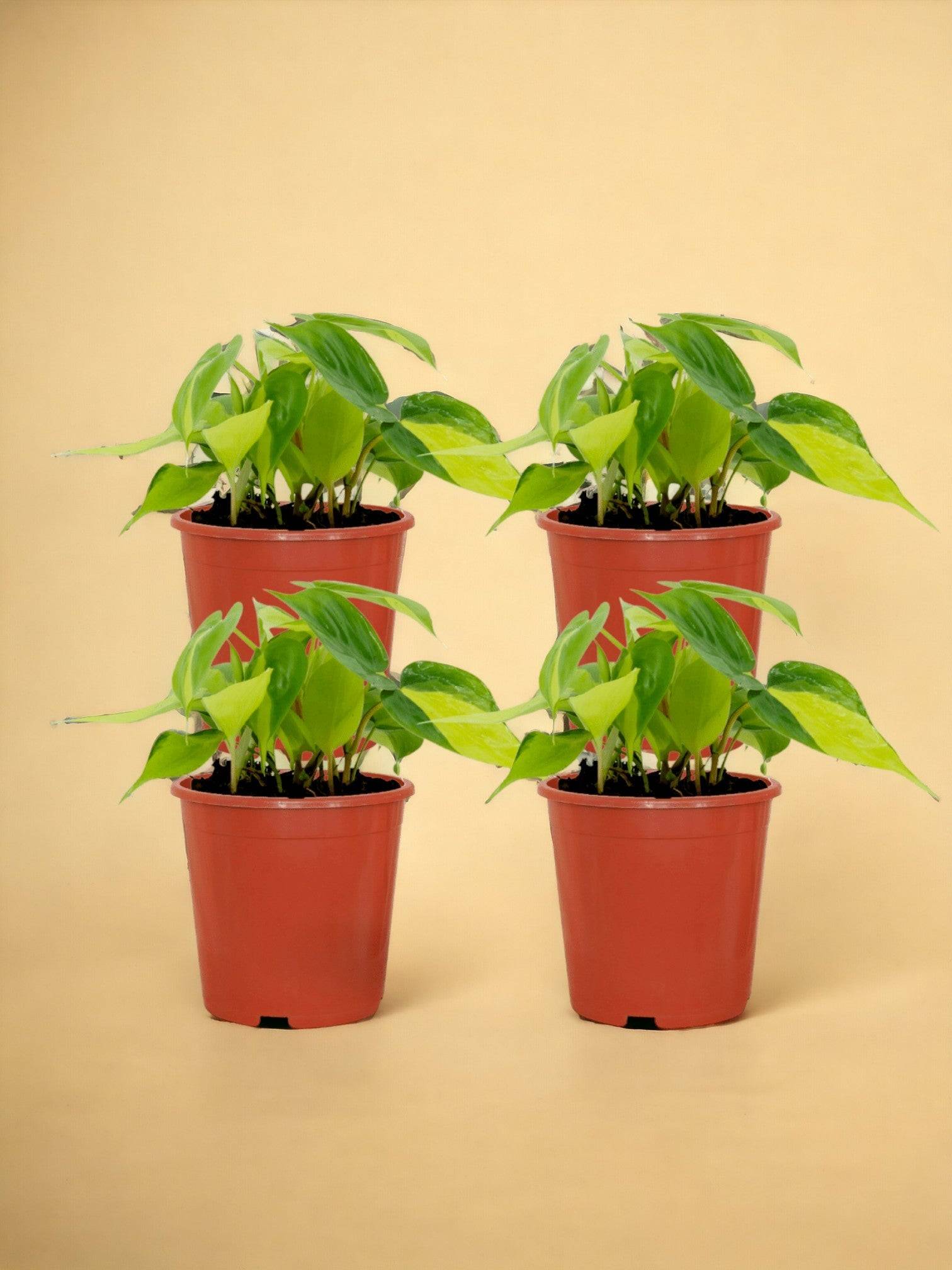 Philodendron Scandens Brasil - H15cm - Image 1