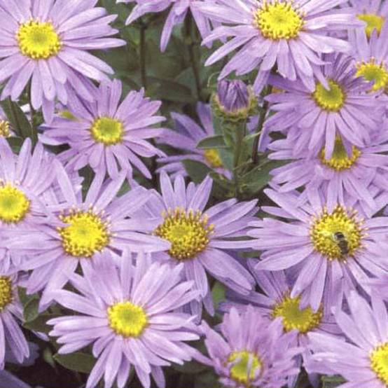 Promesse de Fleurs - Oeil de Christ Grunder - Aster amellus Grunder Godet de 8/9 cm