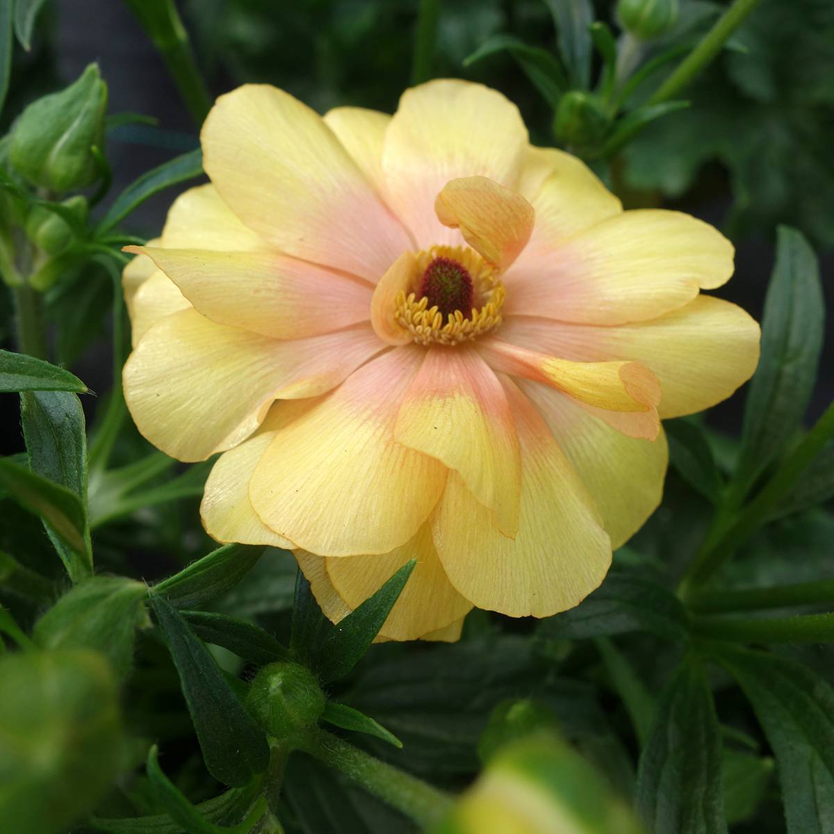 Promesse de Fleurs - Renoncule des fleuristes Butterfly Dione – Ranunculus asiaticus Bulbe calibre 8+