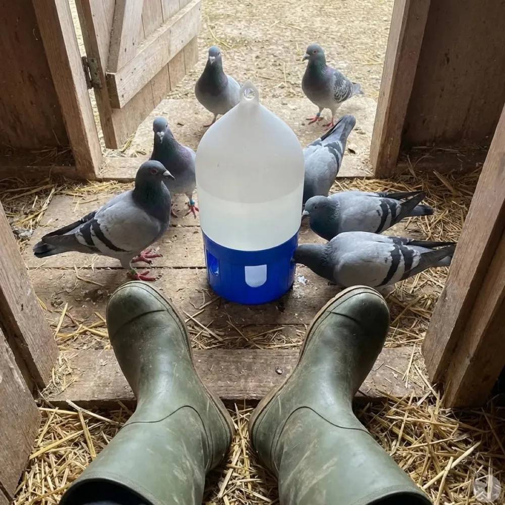 Abreuvoir pigeons siphoïde à poignée 5 L - Image 1