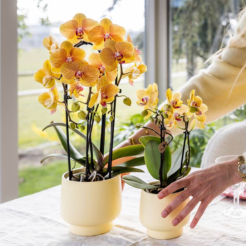 Orchidée Phalaenopsis 'Sunny Bunny' orange - Pot de 12cm - Plantes d'intérieur - Image 7