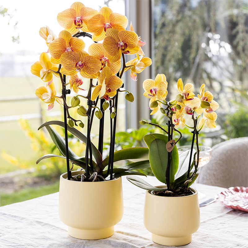 Orchidée Phalaenopsis 'Sunny Bunny' orange - Pot de 12cm - Plantes d'intérieur - Image 6