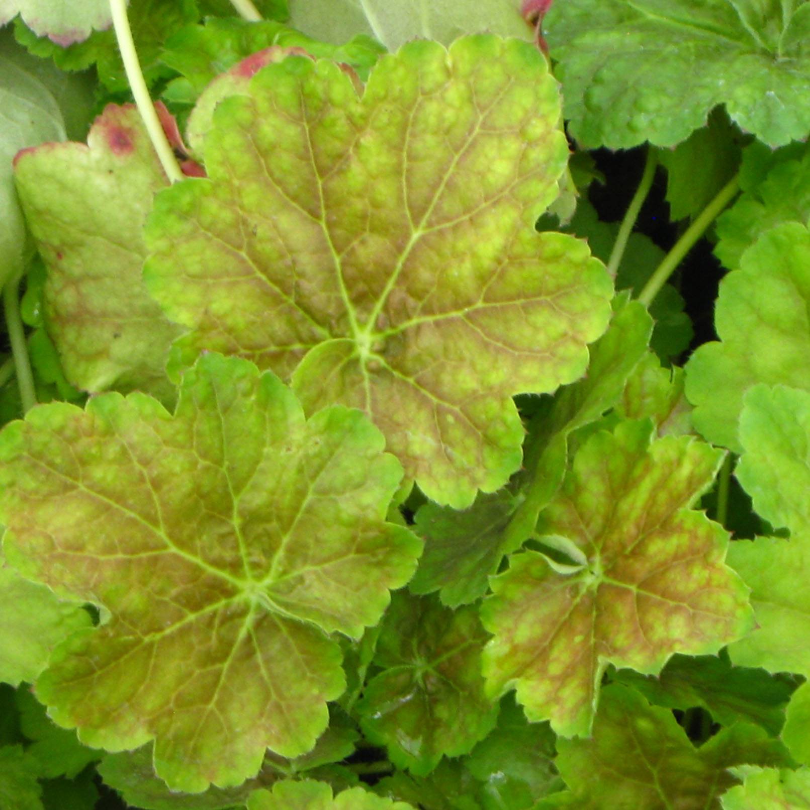 Promesse de Fleurs - Heuchère -  Heuchera Miracle Godet de 8/9 cm