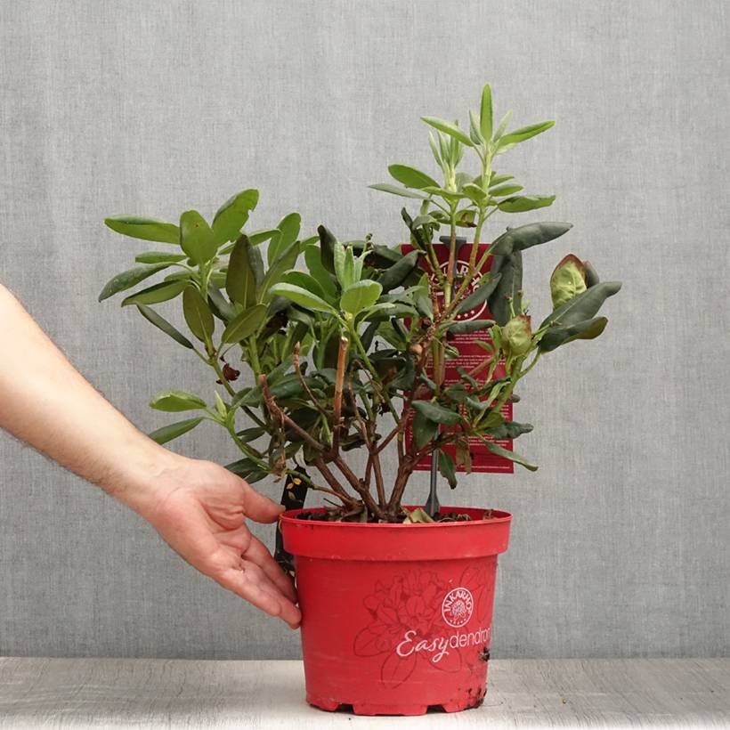 Rhododendron yakushimanum Easydendron Bohlken's Laura Pot de 4L/5L - Image 2