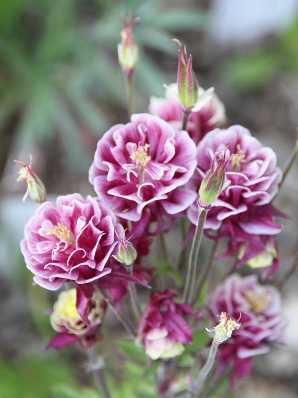 Ancolie Winky Double Red White - Aquilegia vulgaris. Godet de 8/9 cm - Image 1