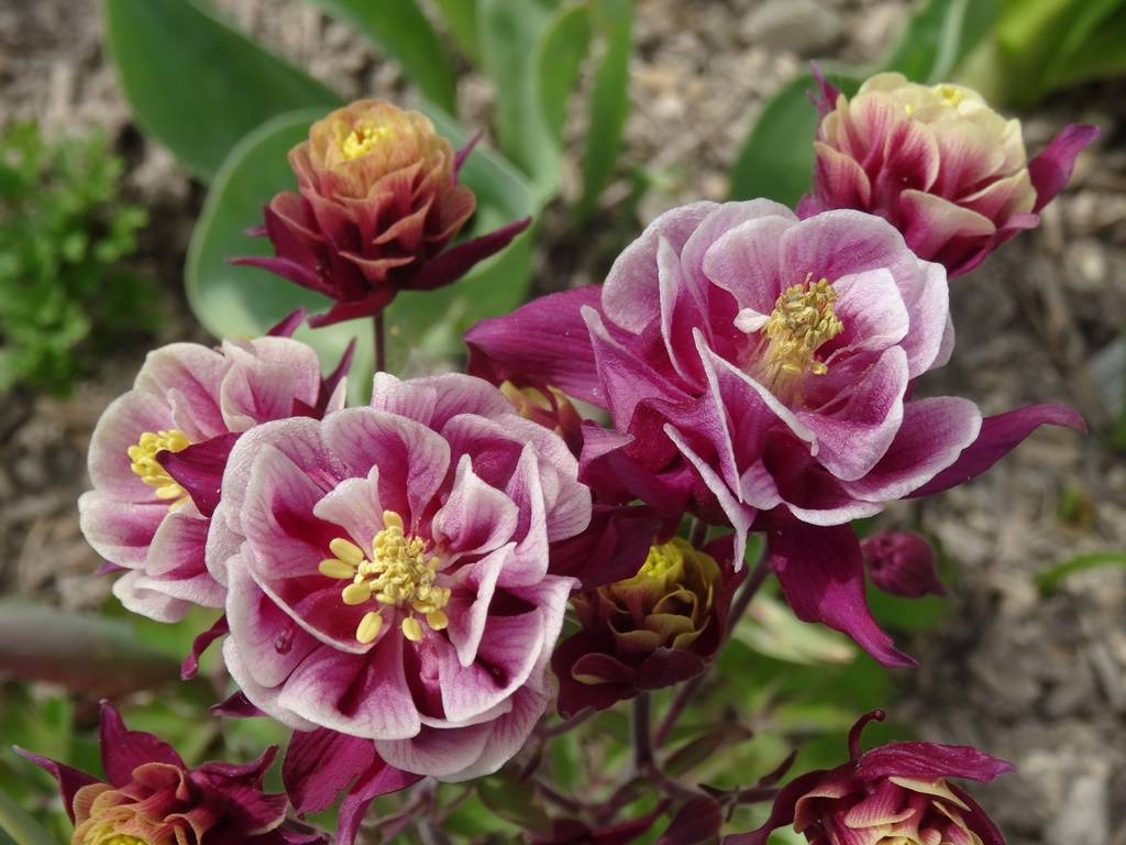 Ancolie Winky Double Red White - Aquilegia vulgaris. Godet de 8/9 cm - Image 2