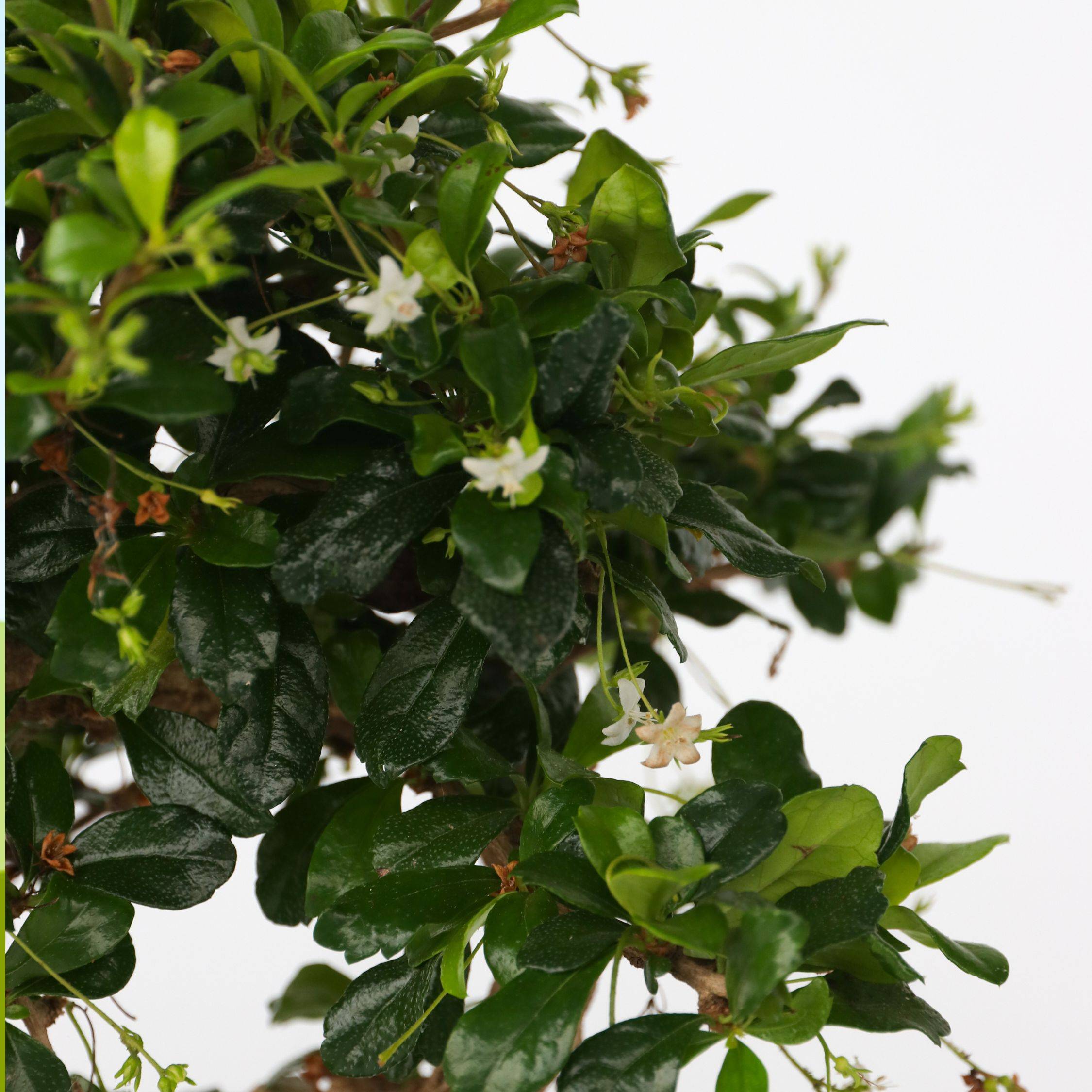 Bonsaï - Carmona microphylla - Hauteur 25-30cm - ⌀20cm - Image 4