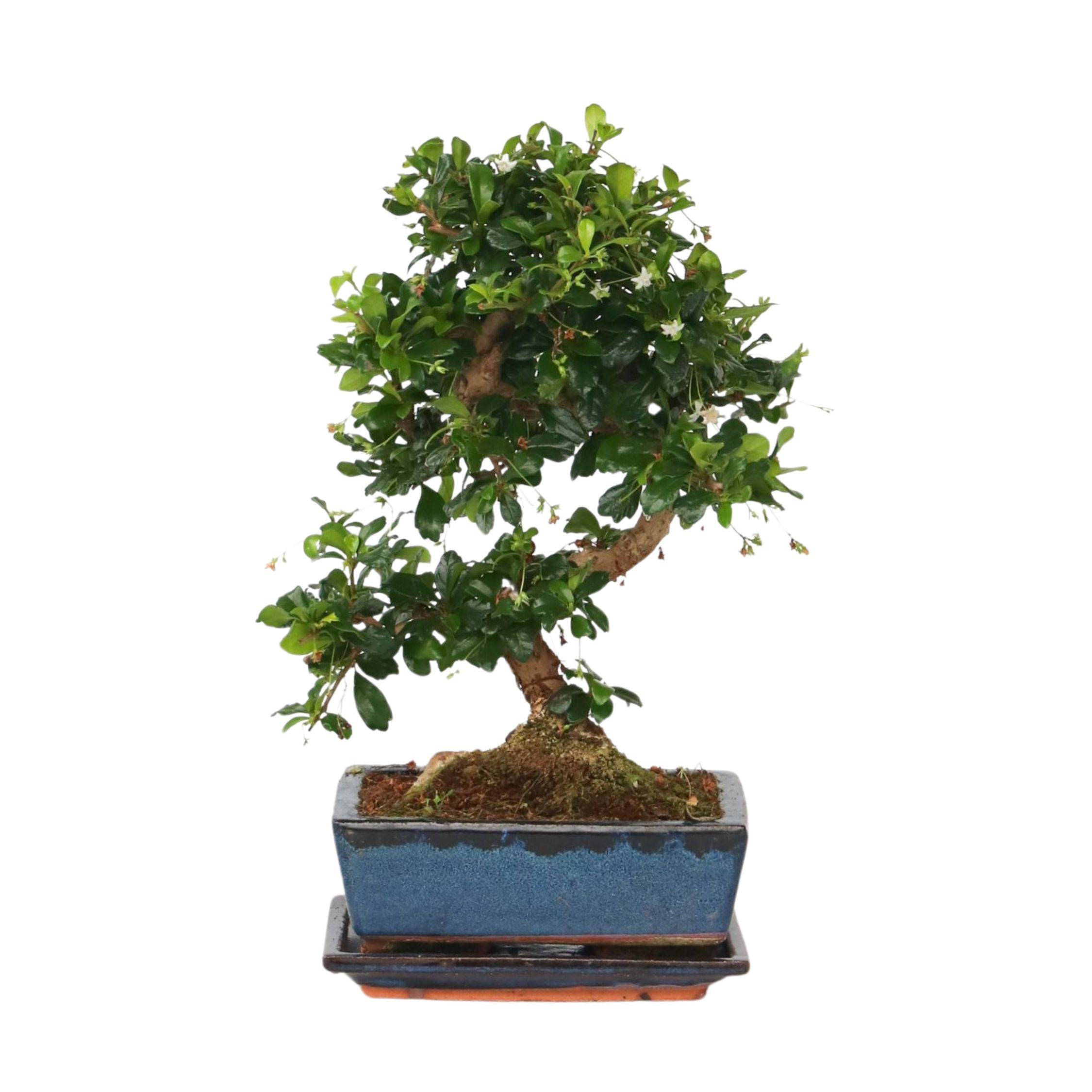 Bonsaï - Carmona microphylla - Hauteur 25-30cm - ⌀20cm - Image 1