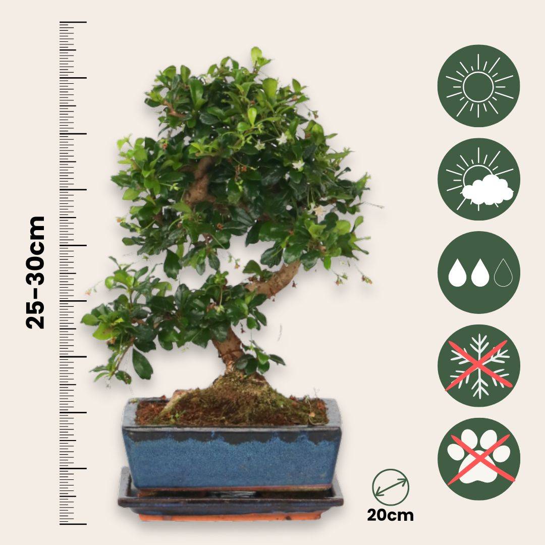 Bonsaï - Carmona microphylla - Hauteur 25-30cm - ⌀20cm - Image 6