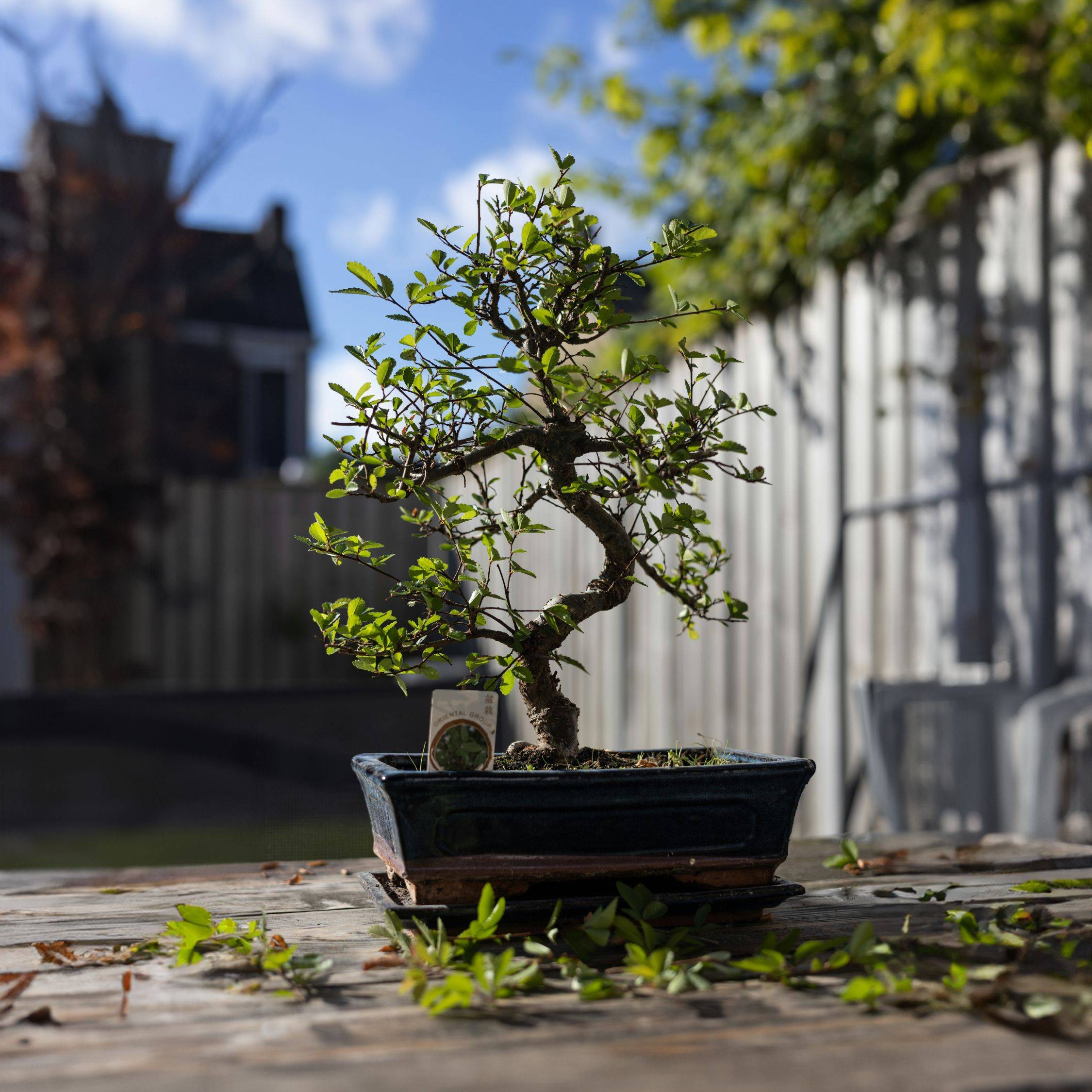 Bonsaï - Carmona microphylla - Hauteur 25-30cm - ⌀20cm - Image 2