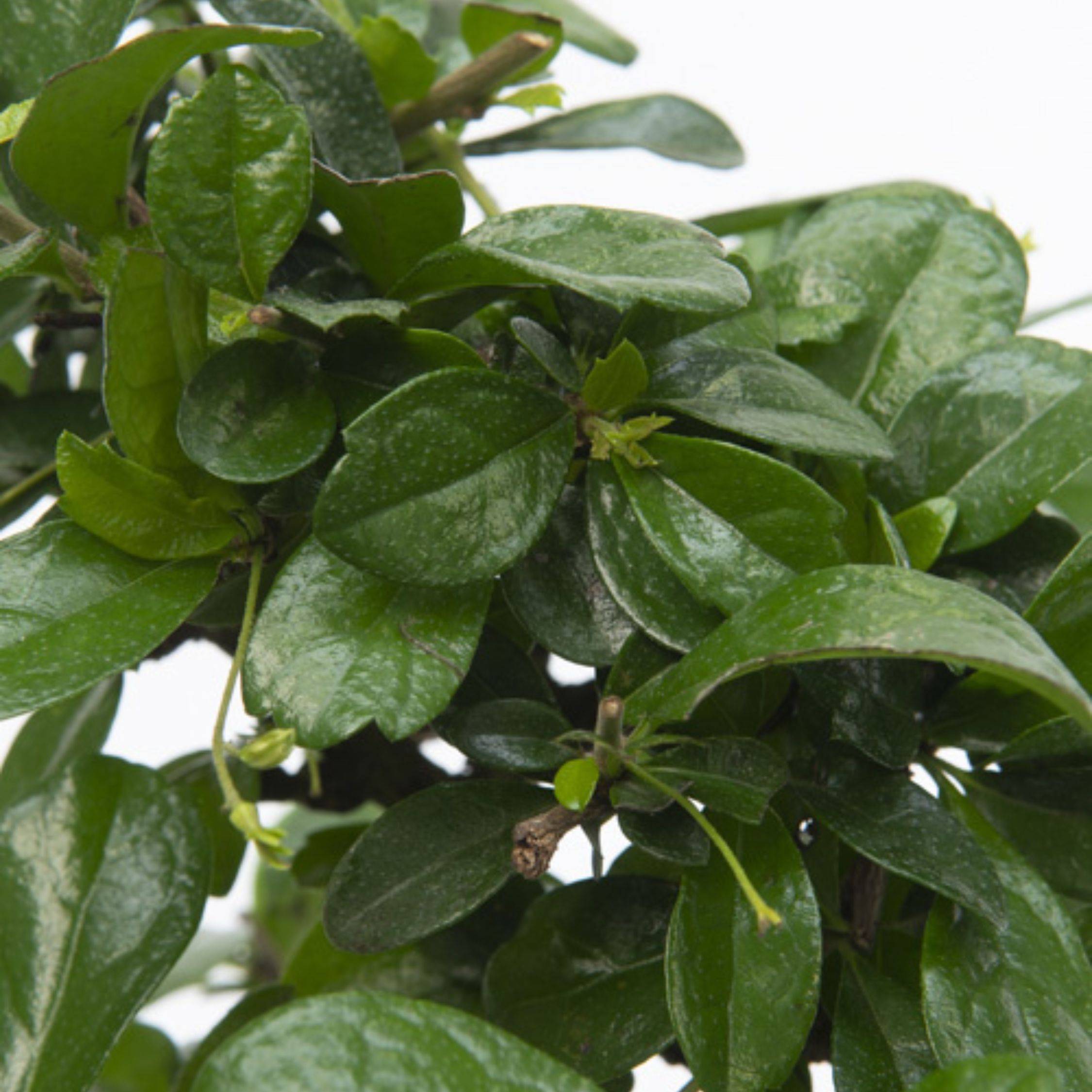 Bonsaï - Carmona microphylla - Hauteur 25-30cm - ⌀20cm - Image 5