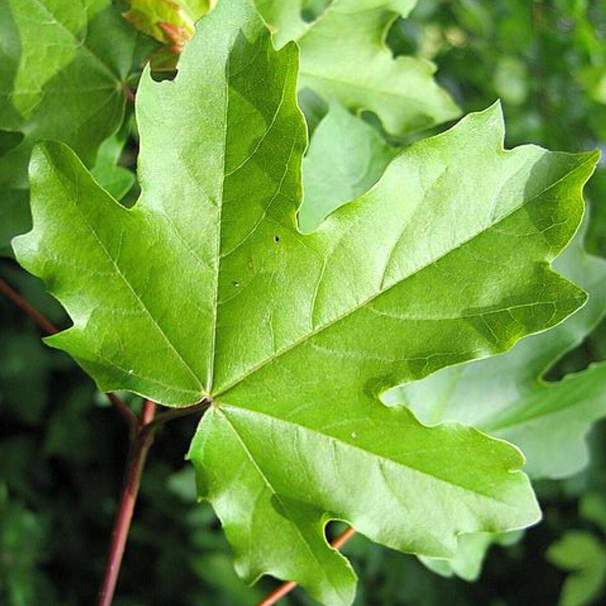 Érable champêtre Elsrijk, Acer campestre - Pot de 15L - Baliveau - Image 1
